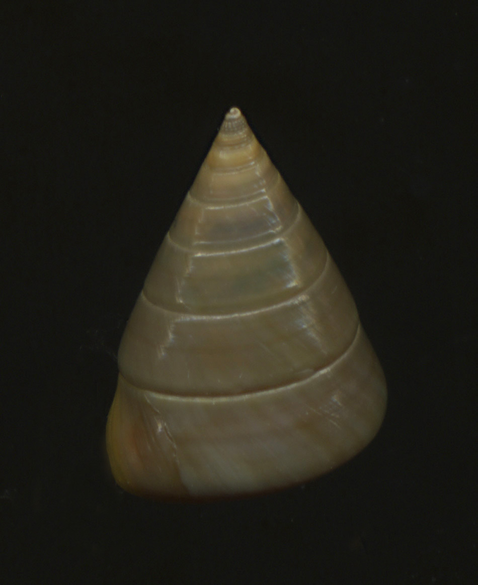 Calliostoma gualterianum